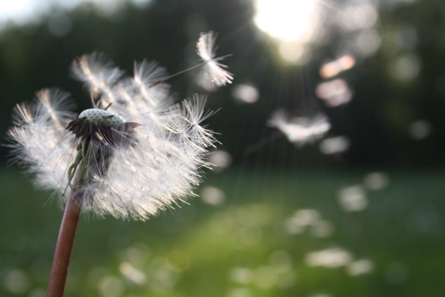 Pollenflug - Allergie-Saison